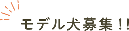 モデル犬募集！！